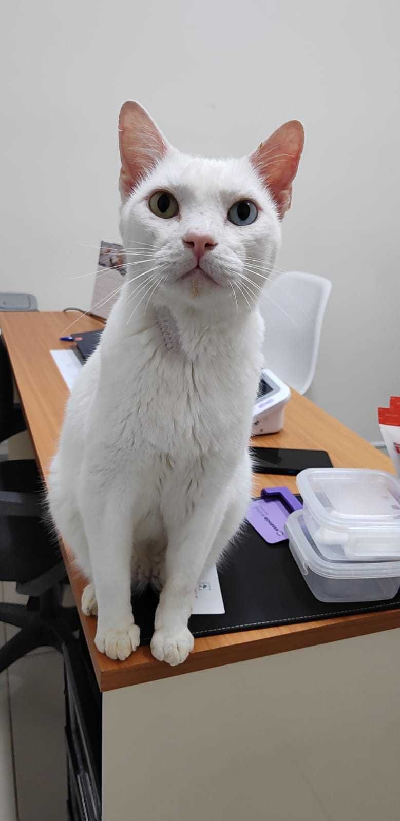 Essência Animal